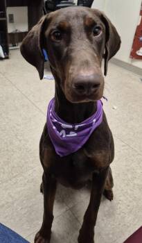 Ziva -  Mixed Breed Dog for Adoption in Hamilton, Ohio - Ziva | PetCurious
