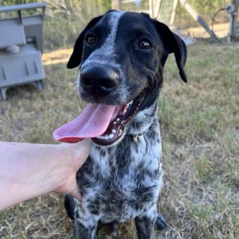 Corey -  German Shorthaired Pointer Dog for Adoption in Harlingen, Texas - Corey | PetCurious