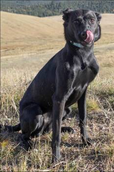 Rescue Black Labrador Retriever Dogs for Adoption in Divide, Colorado - River | PetCurious