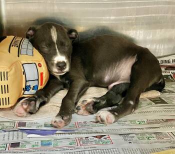 Cheddar -  Labrador Retriever Dog for Adoption in Parma, Ohio - Cheddar | PetCurious