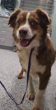 Reba -  Terrier Dog for Adoption in Athens, Tennessee - Reba | PetCurious