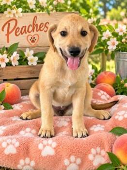 Peaches (Orchard Litter) -  Australian Shepherd and Black Labrador Retriever Dog for Adoption in Woodside, California - Peaches (Orchard Litter) | PetCurious