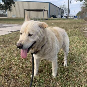 Shepherd and Chow Chow Dogs Available for Adoption in South Elgin, Illinois - Megara | PetCurious