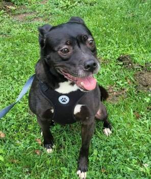 Hannah -  Chihuahua Dog for Adoption in Saint Clairsville, Ohio - Hannah | PetCurious