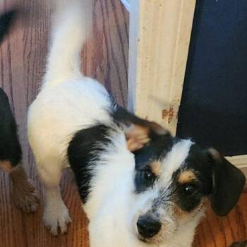 Norfolk Terrier Dogs Available for Adoption in Sanford, North Carolina - Thor | PetCurious