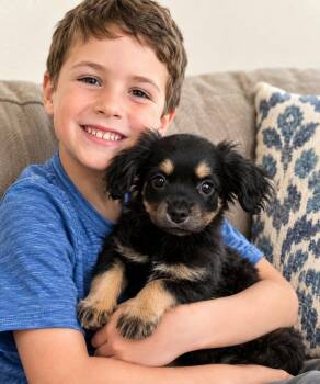 Bob -  Cavalier King Charles Spaniel and Shih Tzu Dog for Adoption in Liverpool, Texas - Bob | PetCurious