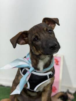 Dalilah-One of our Amazing Rescue Dogs -  Dutch Shepherd and Mountain Cur Dog for Adoption in Carlsbad, California - Dalilah-One Of Our Amazing Rescue Dogs | PetCurious