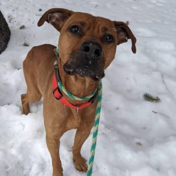 Mixed Breed Dogs Available for Adoption - Huckleberry  | PetCurious