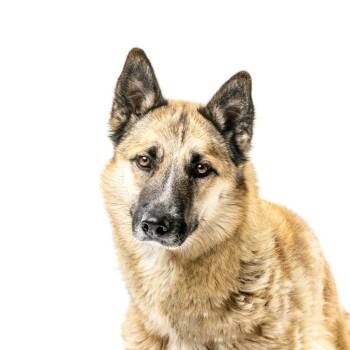 Layla -  Belgian Shepherd Malinois Dog for Adoption in Reno, Nevada - Layla | PetCurious