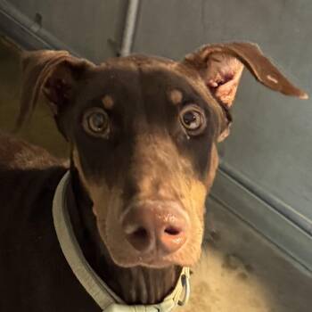 Brownie -  Mixed Breed Dog for Adoption in Las Cruces, New Mexico - Brownie | PetCurious