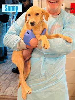 Labrador Retriever Dogs Available for Adoption in Rock Hill, New York - Sunny | PetCurious
