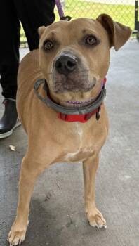 Vesta -  Mixed Breed Dog for Adoption in Savannah, Georgia - Vesta | PetCurious