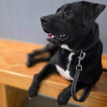 Labrador Retriever and Mixed Breed Dogs Available for Adoption in Metamora, Michigan - Asher | PetCurious