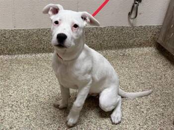 PINKIE -  Pit Bull Terrier and Mixed Breed Dog for Adoption in Colorado Springs, Colorado - PINKIE | PetCurious