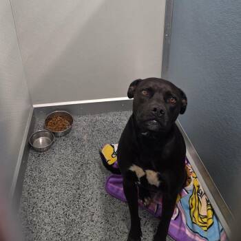 Pit Bull Terrier Dogs Available for Adoption in North Battleford, Saskatchewan - Gypsy | PetCurious