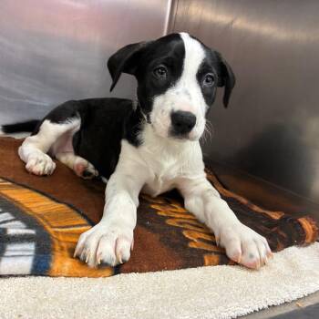Dove -  Pit Bull Terrier and Labrador Retriever Dog for Adoption in Parkersburg, West Virginia - Dove | PetCurious