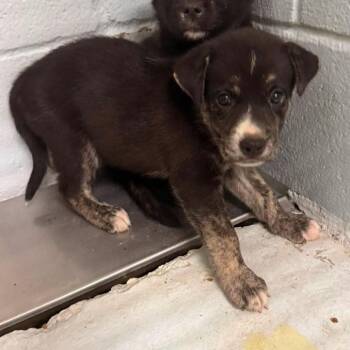 Gingy -  Shepherd and Mixed Breed Dog for Adoption in Austin, Texas - Gingy | PetCurious