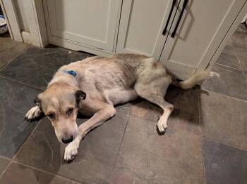 Margot -  Shepherd Dog for Adoption in Lakeland, Florida - Margot | PetCurious