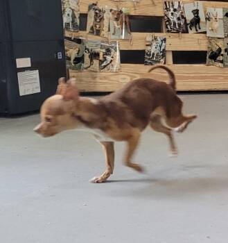 Chihuahua Dogs Available for Adoption - Fawn | PetCurious