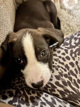 Pete -  Hound and Pit Bull Terrier Dog for Adoption in Holly Springs, North Carolina - Pete | PetCurious