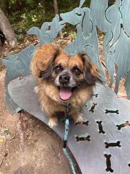 Chewy -  Mixed Breed Dog Available for Adoption in Durham, North Carolina - Chewy | PetCurious