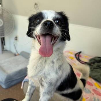 Daisy -  Shih Tzu Dog for Adoption in Belleville, Illinois - Daisy | PetCurious