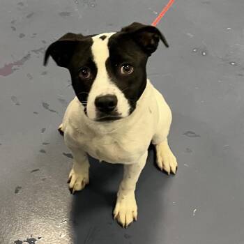 Mixed Breed Dogs Available for Adoption in Greensboro, North Carolina - William | PetCurious