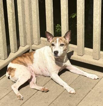 Layla -  Feist Dog for Adoption in Chattanooga, Tennessee - Layla | PetCurious