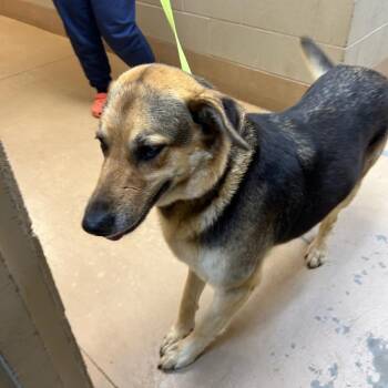 Mixed Breed Dogs Available for Adoption in Gadsden, Alabama - Celina (Dixie) | PetCurious