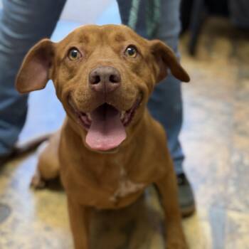Waffles -  Pit Bull Terrier Dog Available for Adoption in Columbia, South Carolina - Waffles | PetCurious