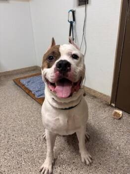 Achilles -  American Bulldog Dog for Adoption in Vancouver, Washington - Achilles | PetCurious