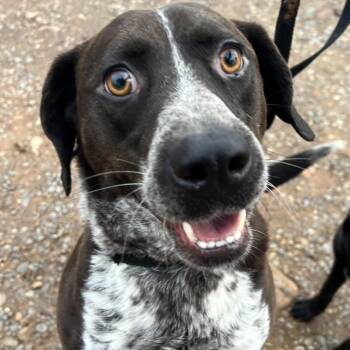 Hound Dogs Available for Adoption - Eli | PetCurious
