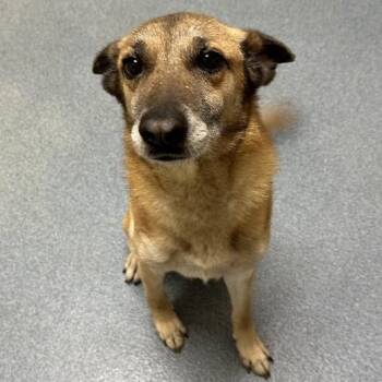 Gloria -  Belgian Shepherd Malinois Dog for Adoption in Suffolk, Virginia - Gloria | PetCurious