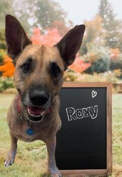 Rescue German Shepherd Dog Dogs for Adoption in Cowen, West Virginia - ROXY | PetCurious