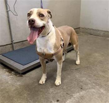 TALA -  Pit Bull Terrier and Mixed Breed Dog for Adoption in Camarillo, California - TALA | PetCurious
