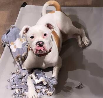 Toby -  Boxer and American Staffordshire Terrier Dog for Adoption in Inez, Texas - Toby | PetCurious
