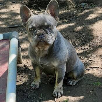 Stella -  French Bulldog Dog for Adoption in Pelham, New Hampshire - Stella | PetCurious