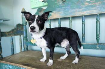 Popeye -  Parson Russell Terrier and Mixed Breed Dog for Adoption in San Antonio, Texas - Popeye | PetCurious