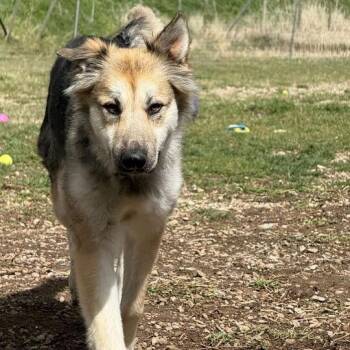 Husky and Mixed Breed Dogs Available for Adoption in Driggs, Idaho - Missy | PetCurious