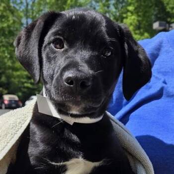 Slim Shady -  Labrador Retriever and Mixed Breed Dog Available for Adoption in Voorhees Township, New Jersey - Slim Shady | PetCurious