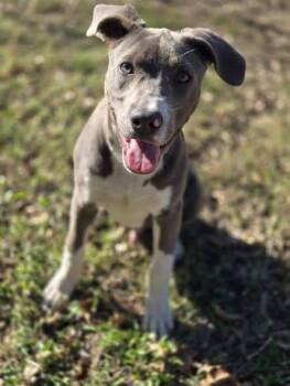 Rescue Mixed Breed Dogs for Adoption in Okemah, Oklahoma - Slater | PetCurious