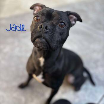 Pug Dogs Available for Adoption - Jade | PetCurious