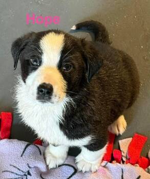 Australian Shepherd and Pit Bull Terrier Dogs Available for Adoption - Virgin River :  Hope | PetCurious