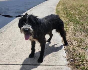 CHEESE BALL -  Scottish Terrier Dog for Adoption in San Antonio, Texas - CHEESE BALL | PetCurious