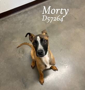 Morty -  Mixed Breed Dog for Adoption in Clarksville, Tennessee - Morty | PetCurious