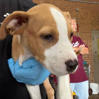 Jay -  Pit Bull Terrier Dog for Adoption in Birmingham, Alabama - Jay | PetCurious