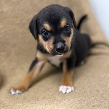 Twizzler -  Beagle and Mixed Breed Dog for Adoption in St. Peters, Missouri - Twizzler | PetCurious