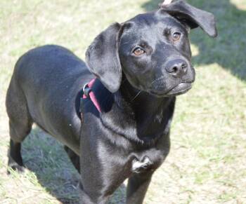 Labrador Retriever Dogs Available for Adoption in Harrison, New York - Sabrina | PetCurious