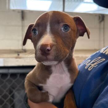 Whopper -  Pit Bull Terrier and Mixed Breed Dog for Adoption in Goleta, California - Whopper | PetCurious