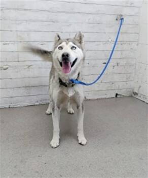 STORM -  Siberian Husky and Mixed Breed Dog for Adoption in San Bernardino, California - STORM | PetCurious